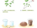 茉莉怎么扦插（非洲茉莉怎么扦插）