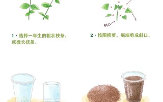 茉莉怎么扦插（非洲茉莉怎么扦插）