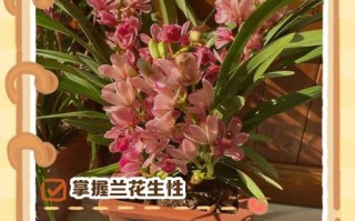 兰花花期如何管理（兰花花期管理技巧）
