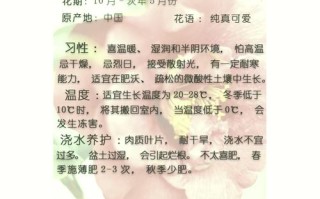 小茶花怎么养殖（茶花怎么养殖方法和注意）