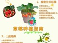 冬季草莓的种植方法（冬季草莓种植方法与技巧）