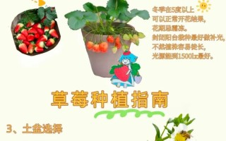 冬季草莓的种植方法（冬季草莓种植方法与技巧）