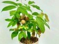 龙眼树怎么种盆栽（龙眼树盆栽种植技术）