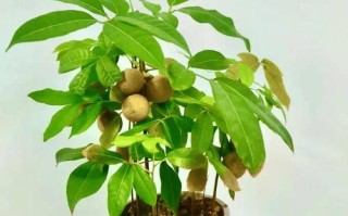 龙眼树怎么种盆栽（龙眼树盆栽种植技术）