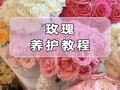 怎么让玫瑰开花（如何使玫瑰开花）