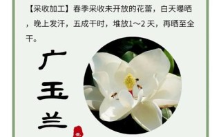 玉兰冬天养殖的禁忌（玉兰冬天怕冻吗）
