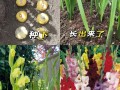 唐菖蒲种球什么时候种（唐菖蒲种球种下多久发芽）