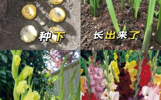 唐菖蒲种球什么时候种（唐菖蒲种球种下多久发芽）