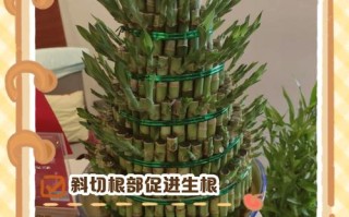 富贵竹怎么扦插（富贵竹怎么扦插繁殖）