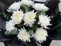 永生菊的种植方法（永生菊怎么种）