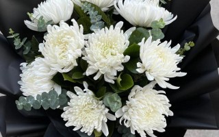永生菊的种植方法（永生菊怎么种）