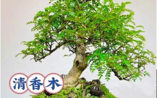 清香木怎么养（清香木怎么养护与浇水）