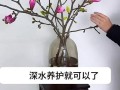 玉兰怎么浇水（玉兰怎么浇水施肥）