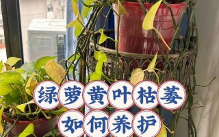 绿萝太密了该如何分盆（绿萝太密了该如何分盆呢）