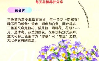 三色堇怎么扦插（三色堇怎么扦插比较好）