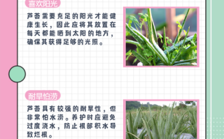 怎样种植芦荟（怎样种植芦荟根部变粗）