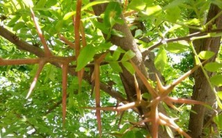 带刺的树与植物的关系（带刺的树有什么）