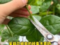 茉莉开花后如何剪枝（茉莉开花后如何剪枝条）