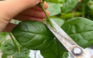茉莉开花后如何剪枝（茉莉开花后如何剪枝条）