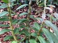 东北顶楼绿植养护技术（东北屋顶花园植物）
