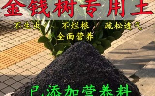 金钱树用什么土栽培（金钱树怎么分株分盆移栽）