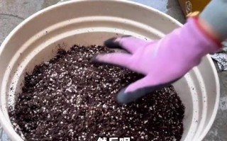 蓝莓种子怎么种（蓝莓种子怎么种植和养护）