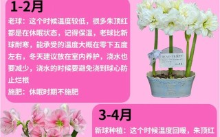 朱顶红怎么休眠（朱顶红怎么休眠成功）