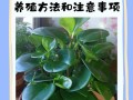 豆瓣绿夏天怎么养（豆瓣绿夏天休眠吗）
