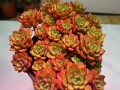 大棚玫瑰多肉植物养护知识（大棚玫瑰多肉植物养护知识大全）