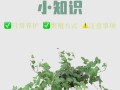 常春藤怎么养长得壮（常春藤怎么栽培）