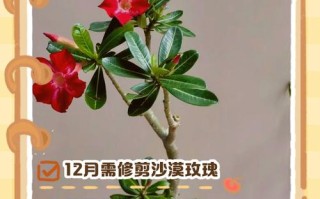 沙漠玫瑰怎样剪枝（沙漠玫瑰怎样剪枝才能开花）