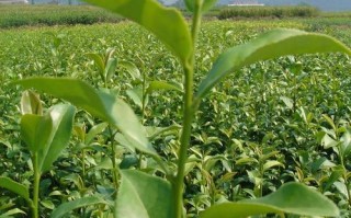 茶树植物知识有哪些内容（茶树植物知识有哪些内容图片）
