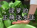 绿萝多久浇一次水（室内绿萝多久浇一次水）
