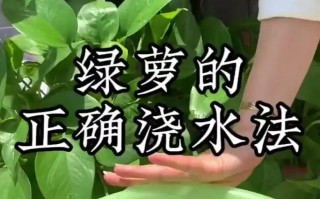 绿萝多久浇一次水（室内绿萝多久浇一次水）