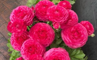 花毛茛怎么过冬（花毛茛的养殖注意事项）