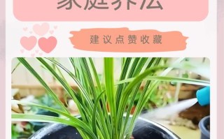 秋天养“兰花”（秋天养兰花）