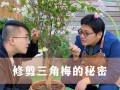 三角梅的修剪方法（三角梅的修剪方法和注意事项）