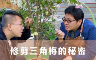 三角梅的修剪方法（三角梅的修剪方法和注意事项）