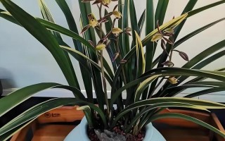 墨兰怎样分盆（墨兰怎样分盆视频教程）