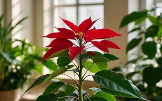 如何使一品红在元旦开花（一品红如何进行花期调节）