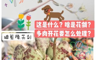 多肉开花了要剪掉吗（紫乐多肉开花了要剪掉吗）