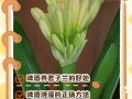 君子兰可以浇啤酒吗（君子兰可以浇啤酒吗尹口君子兰浇啤酒）