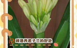 君子兰可以浇啤酒吗（君子兰可以浇啤酒吗尹口君子兰浇啤酒）