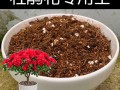 杜鹃花用什么土好（杜鹃花用什么土好养活）