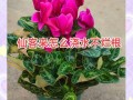 仙客来多久浇一次水（仙客来第二年还会活吗）