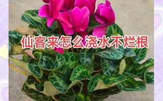 仙客来多久浇一次水（仙客来第二年还会活吗）