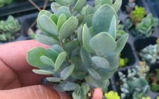 小圆贝怎么养（圆贝怎么清理）