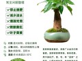 发财树怎么养（发财树怎么养殖方法与技巧）