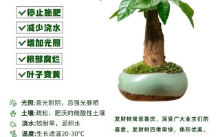 发财树怎么养（发财树怎么养殖方法与技巧）