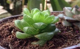 玉露秋天怎么养（玉露秋天多久浇一次水）